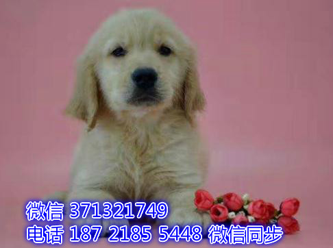 特价金毛出售纯种幼犬 专业繁殖专业发货 可上门看涂