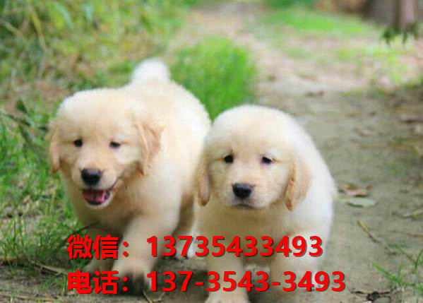 纯种金毛犬 南宁犬舍出售大头金毛寻回猎犬哪里有卖狗地方黄金猎犬 