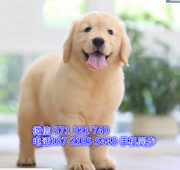 金毛犬幼犬出售纯种 狗场直销宠物 哪里有宠物狗狗缴