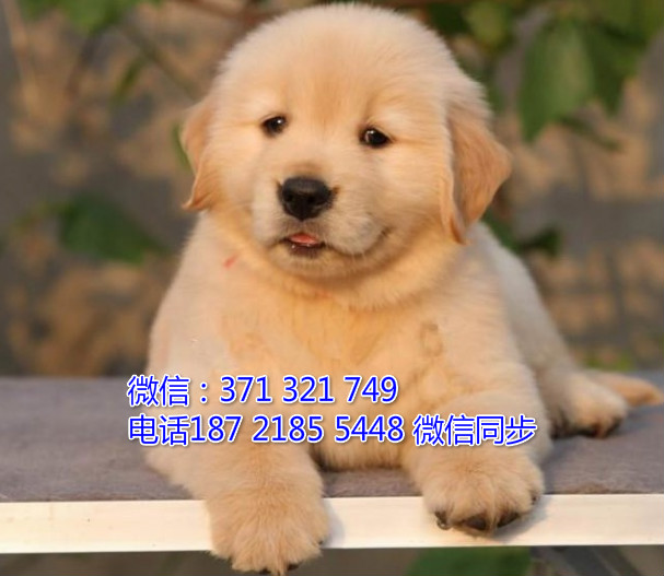 全国特惠金毛纯种幼犬 支持上门 支持空运汽运 包健康诙