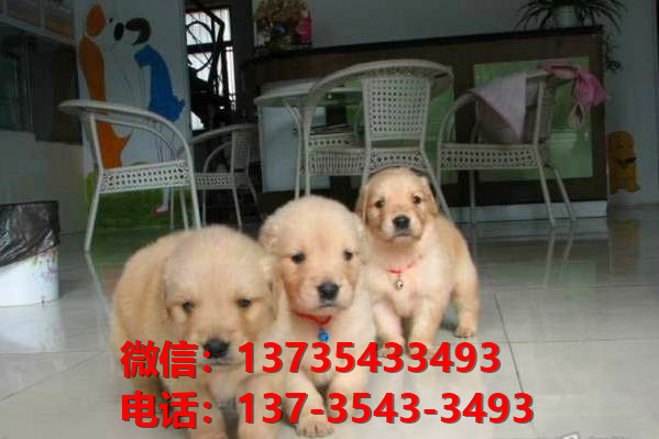 纯种金毛犬 南宁犬舍出售大头金毛寻回猎犬哪里有卖狗地方黄金猎犬 