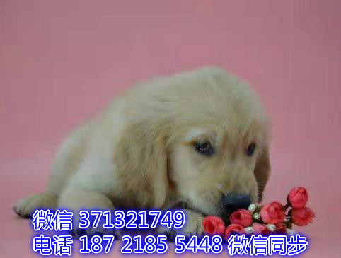 特价金毛出售纯种幼犬 专业繁殖专业发货 可上门看澜