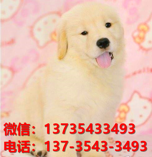 福建犬舍出售纯种金毛犬黄金猎犬金毛寻回犬宠