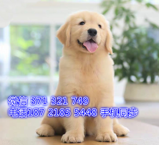 金毛犬幼犬出售纯种 狗场直销宠物 哪里有宠物