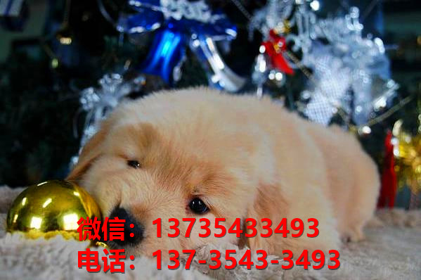 武汉犬舍出售纯种金毛犬 大头金毛幼犬 黄金猎犬哪里有卖狗地方在哪有狗市场