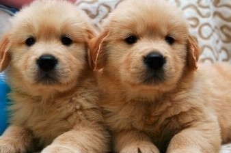 兴义买金毛 兴义买大型犬 犬场出售漂亮金毛