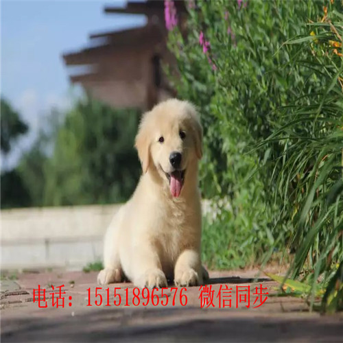 株洲哪里卖家养金毛犬 株洲金毛怎么卖的 株洲