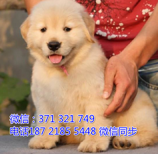 金毛出售 宠物狗狗  宠物市场 狗狗图片 买卖狗狗寐