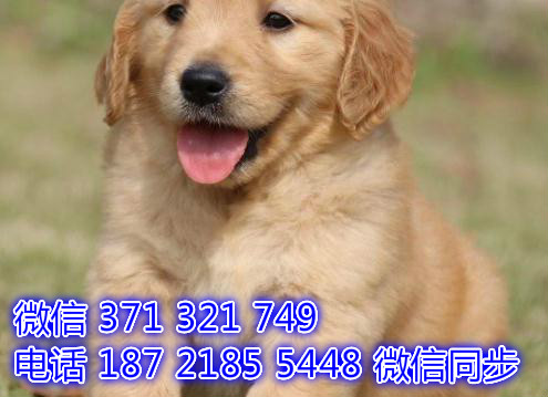宠物市场 哪里有宠物金毛犬，精品小型中型大型