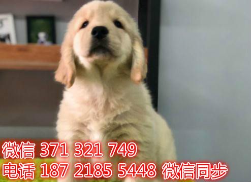 金毛宠物买卖 宠物市场 宠物狗狗图片宠物网邢