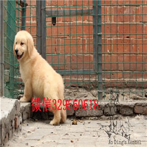  平顶山哪里有卖金毛犬的纯种网红款金毛幼犬大头宽嘴巴金毛带证书的金毛犬