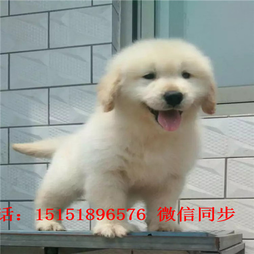 九江哪里卖家养金毛犬 九江金毛怎么卖的 九江
