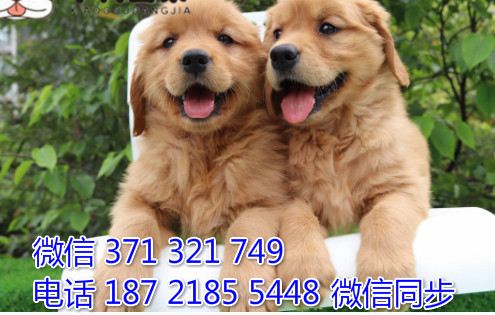 犬舍金毛纯种幼犬出售 犬舍直金毛 犬舍狗场宠物狗 炙