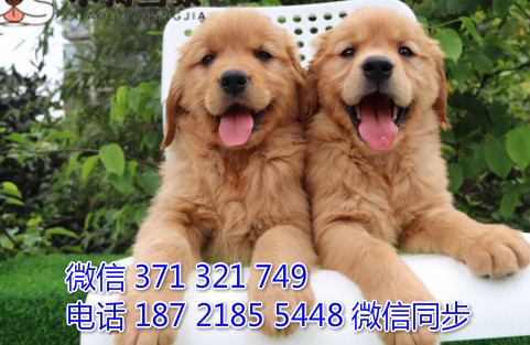 金毛纯种幼犬出售，犬舍直金毛 犬舍狗场宠物狗 