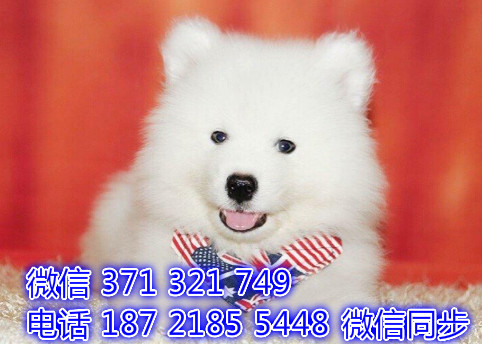 金毛宠物买卖 宠物市场 宠物狗狗图片宠物网匠