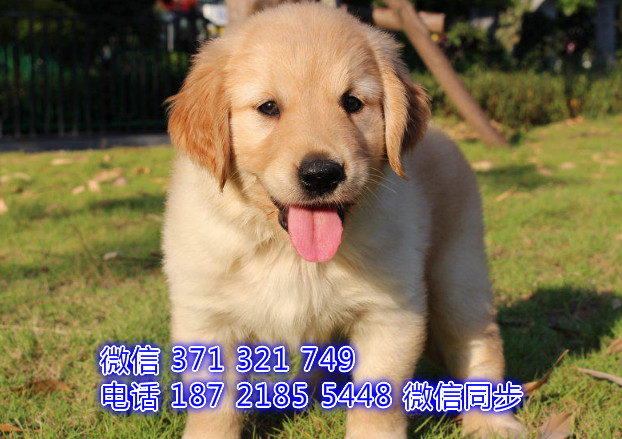 犬舍直销，哪里有宠物金毛，精品小型中型大型犬狗狗霞