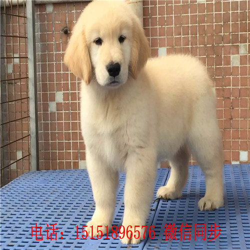  武汉哪里卖家养金毛犬 武汉金毛怎么卖的 武