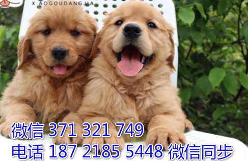 犬舍金毛纯种幼犬出售 犬舍直金毛 犬舍狗场宠物狗圆