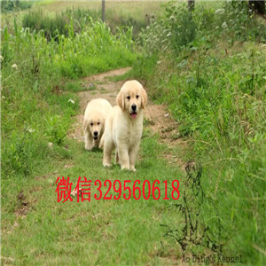  赤峰卖纯种金毛纯种网红款金毛幼犬正规犬舍