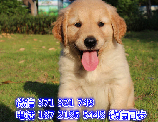 犬舍直销，哪里有宠物金毛，精品小型中型大型犬狗