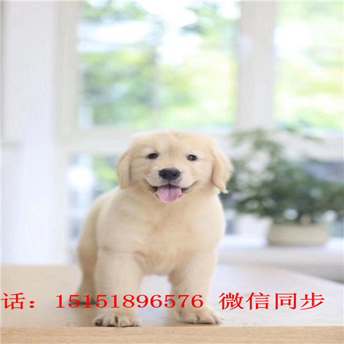 深圳哪里卖家养金毛犬 深圳金毛怎么卖的 深圳