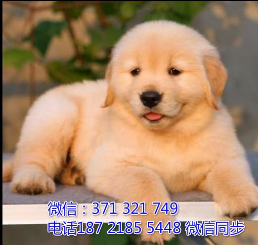 金毛出售 宠物狗狗  宠物市场 狗狗图片 买卖狗狗誓