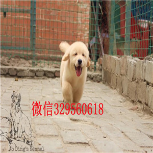  湘潭出售金毛犬纯种网红款金毛幼犬正规犬舍