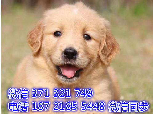 宠物市场 哪里有宠物金毛犬，精品小型中型大型犬狗狗自