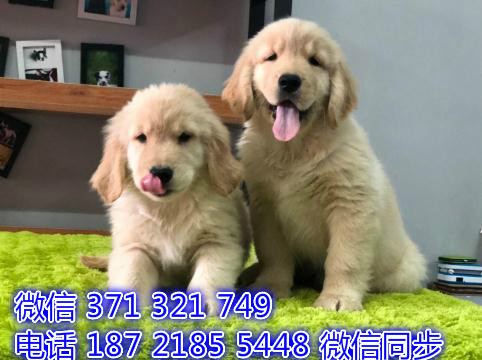 金毛宠物买卖 宠物市场 宠物狗狗图片宠物网紫