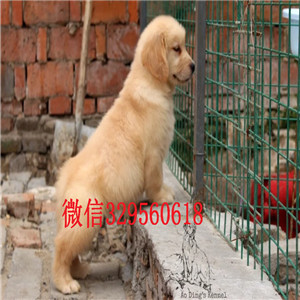  平顶山哪里有卖金毛犬的纯种网红款金毛幼犬大头宽嘴巴金毛带证书的金毛犬