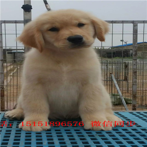 苏州金毛多少钱 苏州金毛犬舍 苏州金毛交易市