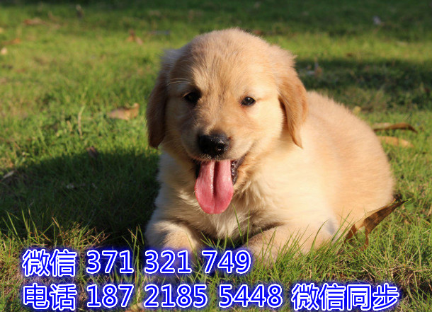 犬舍直销，哪里有宠物金毛，精品小型中型大型犬狗狗暮