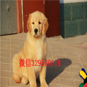  武汉哪里有卖金毛犬的金毛一只多少钱正规犬
