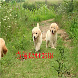   沈阳哪里有卖金毛犬的金毛犬价格正规犬舍繁殖金毛导盲犬金毛幼犬陪伴巡回犬