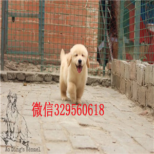   沈阳哪里有卖金毛犬的金毛犬价格正规犬舍繁殖金毛导盲犬金毛幼犬陪伴巡回犬