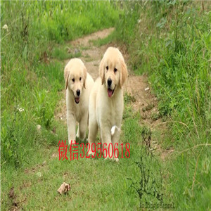   沈阳哪里有卖金毛犬的金毛犬价格正规犬舍繁