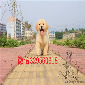 福州出售金毛犬金毛犬多少钱正规犬舍繁殖金