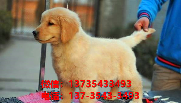 厦门集美区犬舍出售纯种金毛犬幼犬哪里有狗狗
