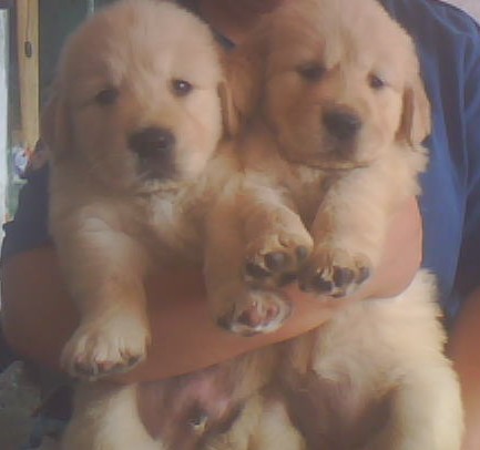 瑞丽买金毛请进 狗场专业繁殖出售纯种金毛