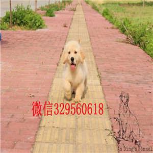  厦门哪里有卖纯种金毛金毛一只多少钱忠诚金