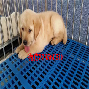  衡水哪里卖大骨架金毛金毛一只多少钱正规犬