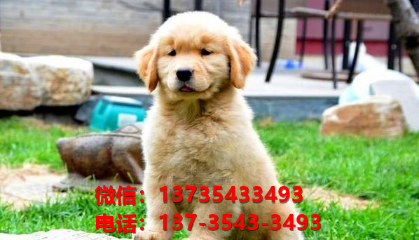 合肥包河区犬舍出售纯种金毛犬幼犬哪里有狗狗