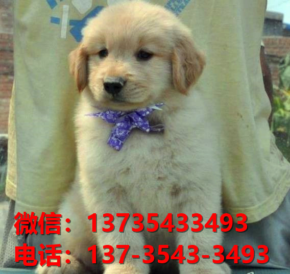 宁波宠物狗狗犬舍出售纯种金毛犬幼犬卖狗买狗