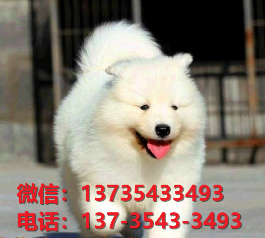 廊坊宠物狗犬舍出售纯种金毛犬卖狗买狗地方在