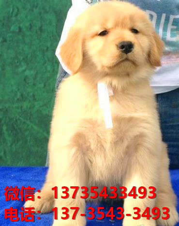 漳州宠物狗狗犬舍出售纯种金毛幼犬卖狗买狗地方在哪里有狗市场网站