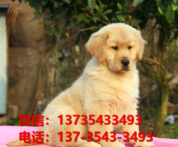 新余宠物狗狗领养纯种金毛幼犬网上买狗卖狗地方在哪里有狗市场