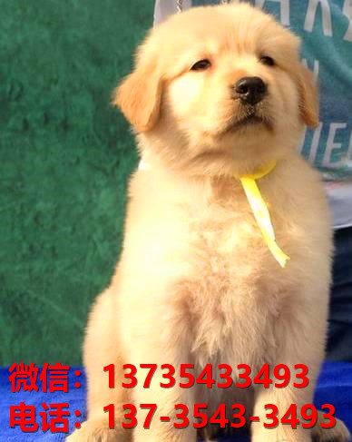 莱芜宠物狗犬舍领养纯种金毛犬网上卖狗买狗的地方在哪有狗市场