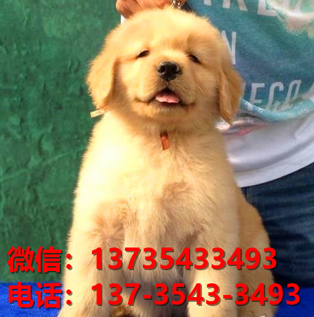 枣庄宠物狗狗犬舍出售纯种金毛犬幼犬卖狗买狗