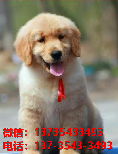 济南宠物狗狗犬舍出售纯种金毛幼犬领养买狗卖