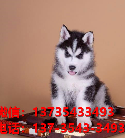 永州宠物狗犬舍出售纯种金毛犬网上买狗卖狗地